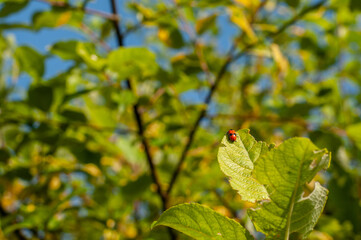 a leaf beetle with black spots on red
