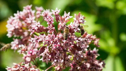 Obraz na płótnie Canvas Close up of Asclepias syriaca. Tiny, pink colored blossoms. Common name milkweed or silkweed.