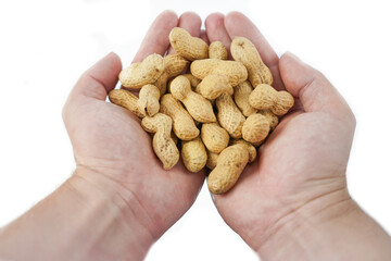 peanut grain in peel in palms on white background