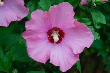 A pink rose of sharon blossoms 