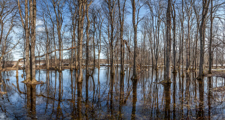 Obraz premium Flooded trees and frozen water in the floodplain of the river at the thaws.