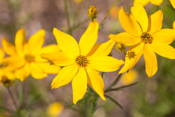 Close up of yellow Corepsis verticillata flower (whorled tickseed or pot-of-gold)