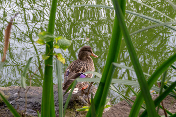 Female mallard duck in grass on the bank of a river