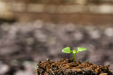 Seedling of the herb Basil growing out of fertile compost. No people. Copy space.