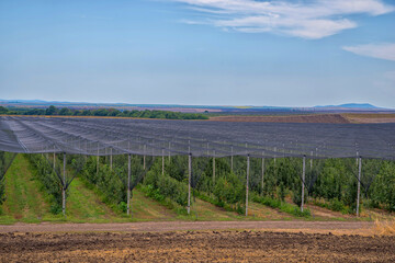 Apple plantation, fruit production.