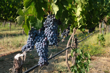 cluster of bunches of red grapes on old plants