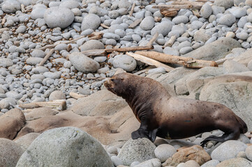 Obraz premium Steller's Sea Lion (Eumetopias jubatus) at hauling-out, Chowiet Island, Semidi Islands, Alaska, USA
