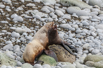 Steller's Sea Lion (Eumetopias jubatus) at hauling-out, Chowiet Island, Semidi Islands, Alaska, USA