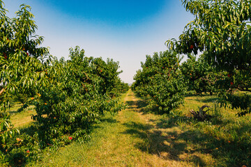 ripe peach tree in agricultural garden