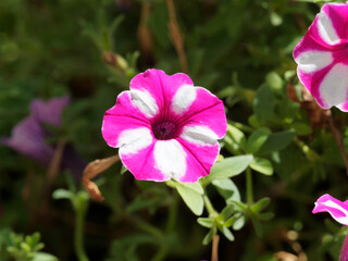Petunia (x)hybrida - Petunia 'Raspberry Star' decorated in luminous star in pink and magenta with white radiating from the center