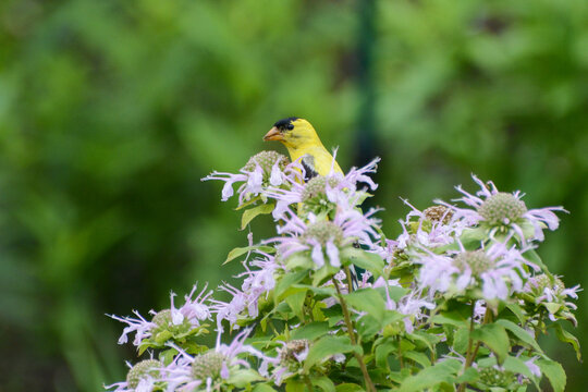 An American Goldfinch (Spinus Tristis) Male Feasts On Native Beebalm Wildflowers In The New Jersey Meadowlands