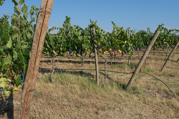 Fototapeta na wymiar plantation of red grapes on the hills of Tuscany