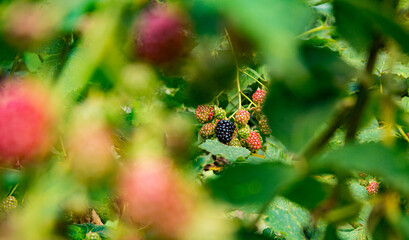 unripe Blackberry growing in August