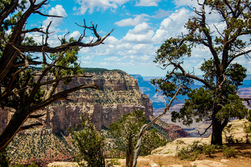 Fototapeta na wymiar pine tree in the grand canyon