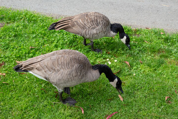 Naklejka na ściany i meble Closeup of two geese duck duckling bird chicks on lawn grass eating plants grass