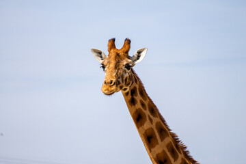 giraffe head and neck on grey sky background