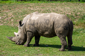 rhino on a green grassy background