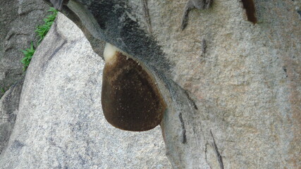 Honey comb under the rock