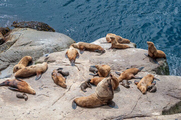 Fototapeta premium Steller's Sea Lions (Eumetopias jubatus) at colony, Chowiet Island, Semidi Islands, Alaska, USA