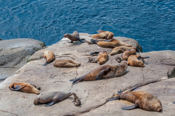 Steller's Sea Lions (Eumetopias jubatus) at colony, Chowiet Island, Semidi Islands, Alaska, USA