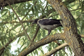 bird on a branch