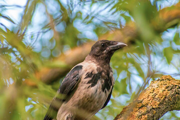 bird on a branch