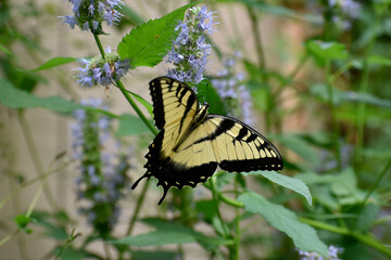 Eastern tiger swallowtail pollinating hummingbird mint