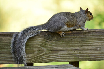 Squirrel resting on a deck railing