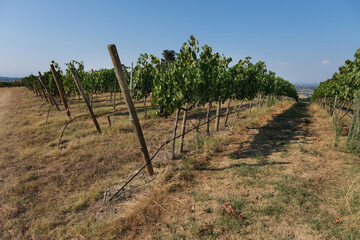 Fototapeta na wymiar plantation of red grapes on the hills of Tuscany