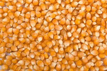 granos o semillas de maíz seco