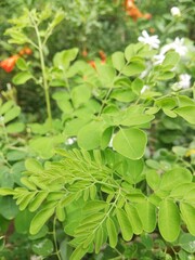close up of green leaves