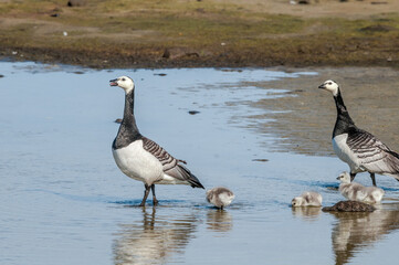 Barnacle Goose (Branta leucopsis) with goslings. Barents Sea coastal area, Russia