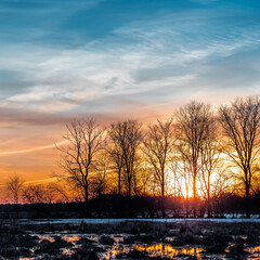 Obraz premium Flooded trees and frozen water in the floodplain of the river at the thaws.