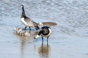 Barnacle Gееse (Branta leucopsis) with goslings. Barents Sea coastal area, Russia