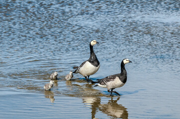 Barnacle Gееse (Branta leucopsis) with goslings. Barents Sea coastal area, Russia