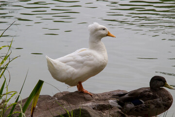 South American crested duck Lophonetta specularioides