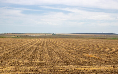 Fototapeta premium Agricultural field where the harvest was collected. Autumn season