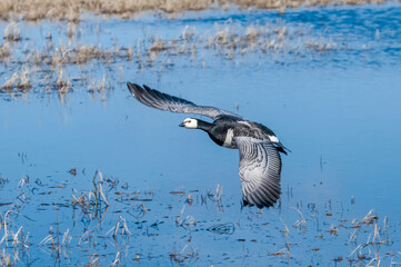 Barnacle Goose (Branta leucopsis) in Barents Sea coastal area, Russia