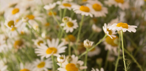  Chamomile for tea close-up with copy space. A bouquet of summer daisies for medical purposes, for health