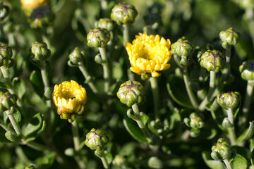 close up of yellow flowers