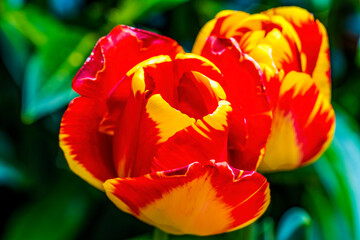 Fototapeta na wymiar Red Yellow Banja Luka Tulips Blooming Macro