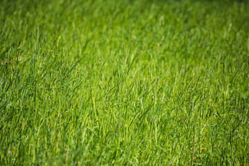 Fototapeta na wymiar Side view of long green grass