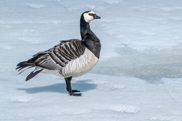 Barnacle Goose (Branta leucopsis) in Barents Sea coastal area, Russia