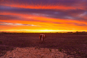 colorfull sunset with horses