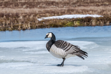 Barnacle Goose (Branta leucopsis) in Barents Sea coastal area, Russia