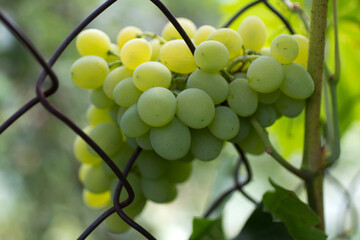 grapes on vine