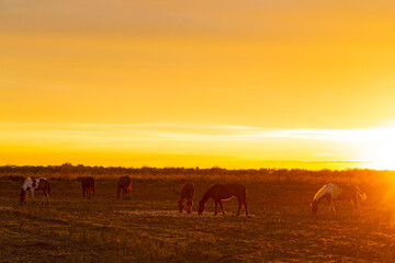 Fototapeta na wymiar golden hour and horses