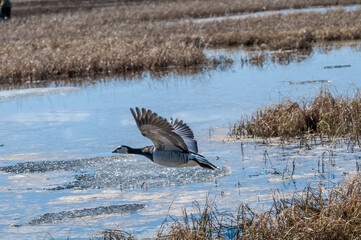 Barnacle Goose (Branta leucopsis) in Barents Sea coastal area, Russia