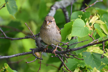 Sparrow sitting on a branch