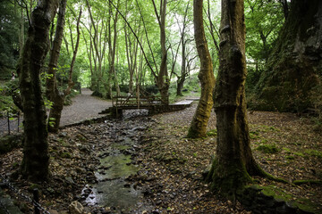 Natural forest with trees